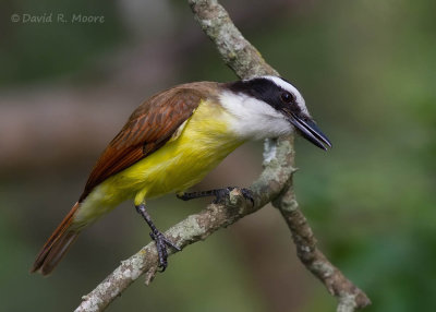 Great Kiskadee
