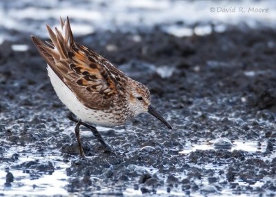 Western Sandpiper