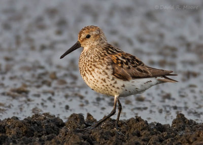 Western Sandpiper