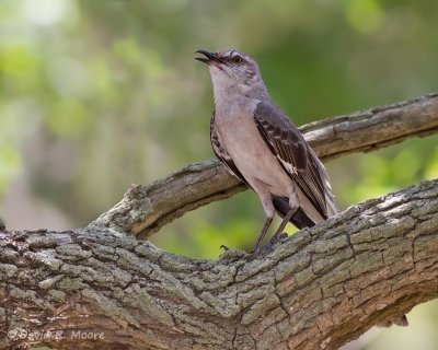 Northern Mockingbird