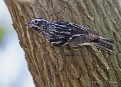 Black-and-white Warbler