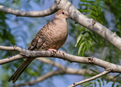Inca Dove