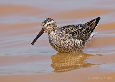 Stilt Sandpiper