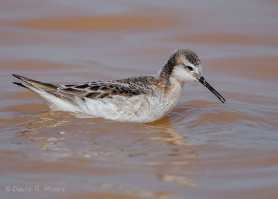 Wilson's Phalarope, male