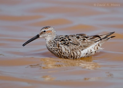 Stilt Sandpiper