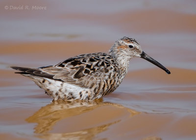 Stilt Sandpiper