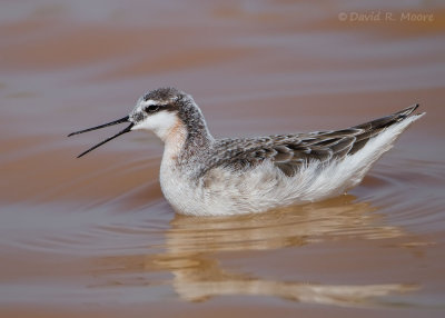 Wilson's Phalarope, male