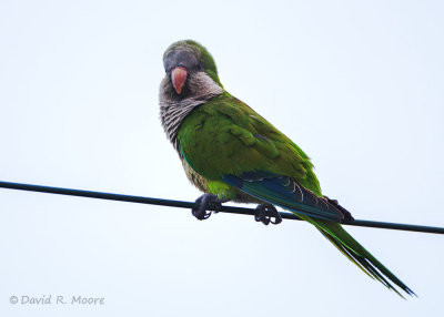 Monk Parakeet