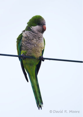 Monk Parakeet