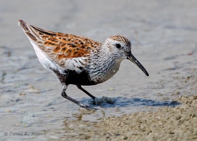 Dunlin