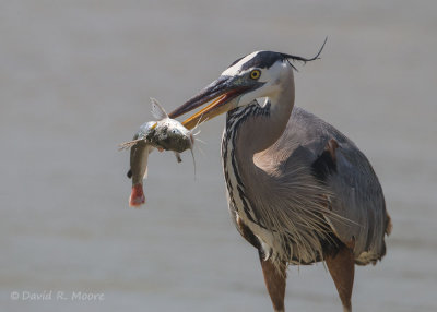 Great Blue Heron