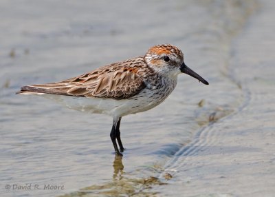 Western Sandpiper