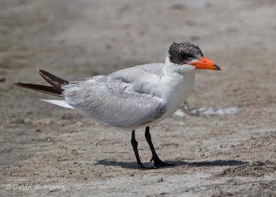 Caspian Tern