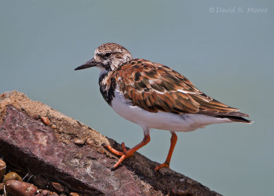 Ruddy Turnstone