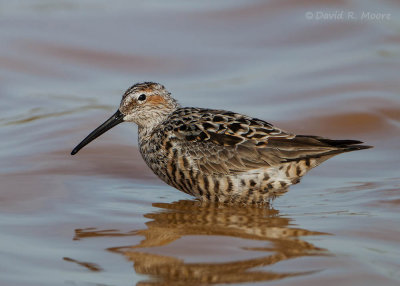 Stilt Sandpiper