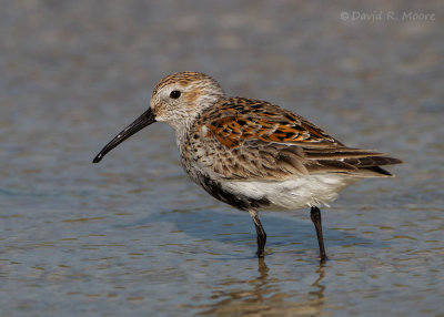 Dunlin