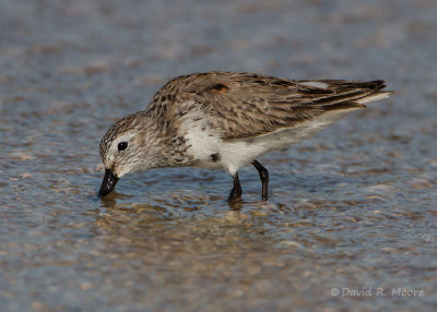 Semipalmated Sandpiper