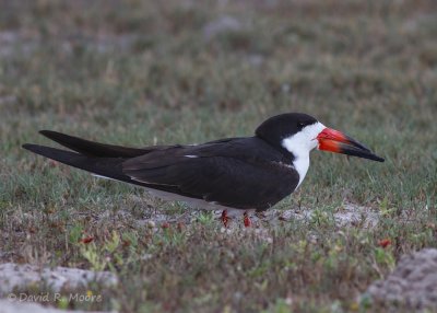 Black Skimmer