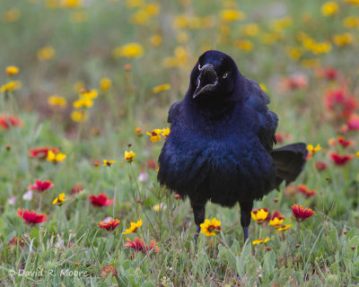 Great-tailed Grackle