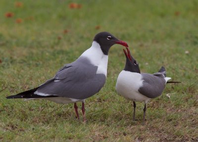 Laughing Gulls