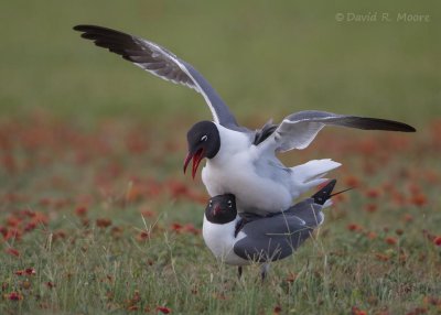 Laughing Gulls