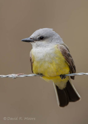 Western Kingbird