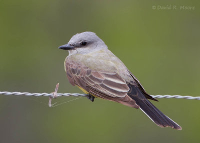 Western Kingbird
