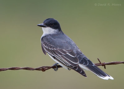 Eastern Kingbird