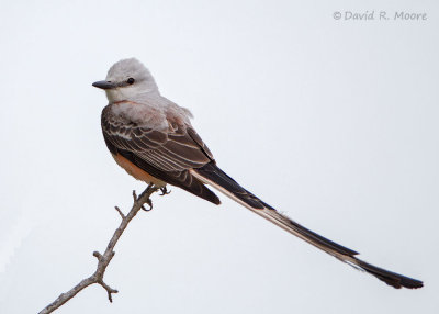 Scissor-tailed Flycatcher