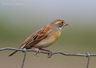 Dickcissel
