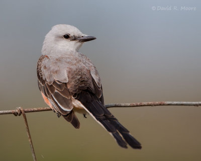 Scissor-tailed Flycatcher