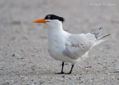 Royal Tern