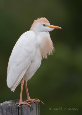 Cattle Egret