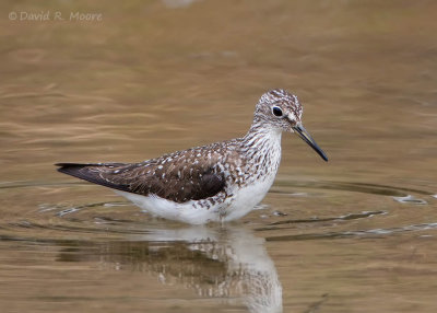Solitary Sandpiper