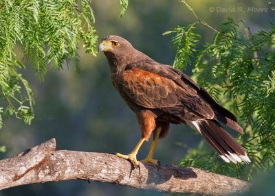 Harris's Hawk