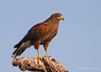 Harris's Hawk