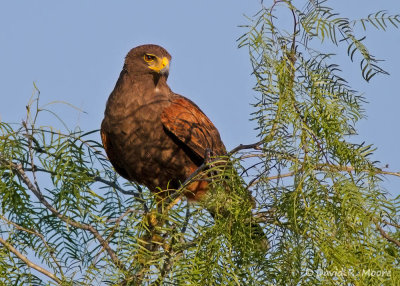 Harris's Hawk