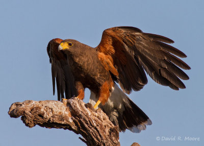 Harris's Hawk