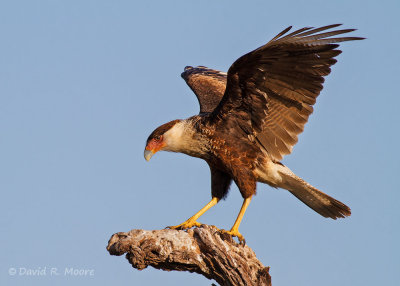 Crested Caracara