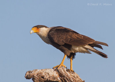 Crested Caracara