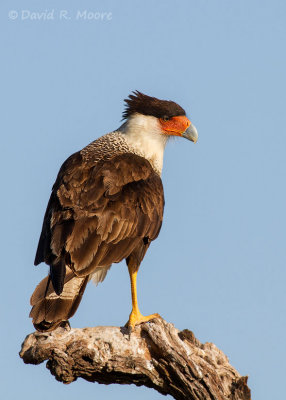 Crested Caracara