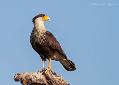 Crested Caracara