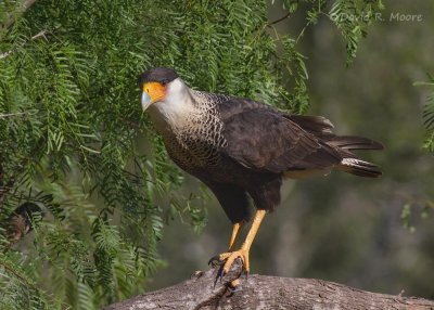 Crested Caracara