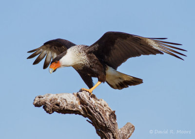 Crested Caracara