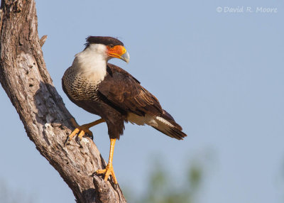 Crested Caracara