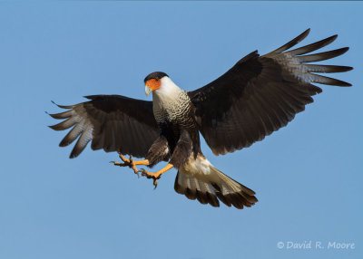 Crested Caracara