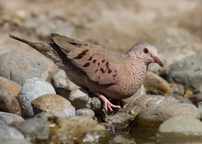 Common Ground-Dove