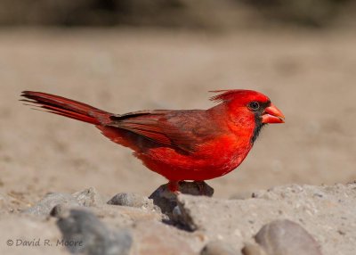 Northern Cardinal