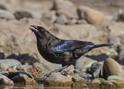 Bronzed Cowbird