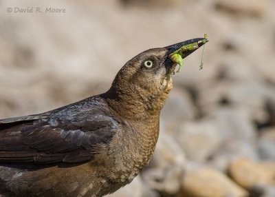 Great-tailed Grackle, female